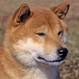 Sticker from Doggo doing things