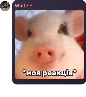 🍧 emoji 🇷🇺 Русское Национальное Сооб pack by @QuotLyBot Telegram sticker 11 of 83