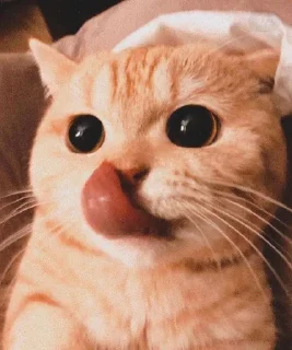 🤔 emoji @selenofill @AsenaUserBot Paketi 6 Telegram sticker 6 of 79