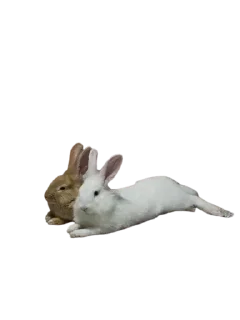 🐰 emoji @seivantaa's UserBot pack 1 Telegram sticker 9 of 104