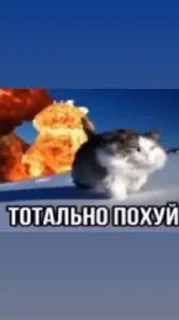 😂 emoji Гей чмо by @offstikbot Telegram sticker 7 of 8