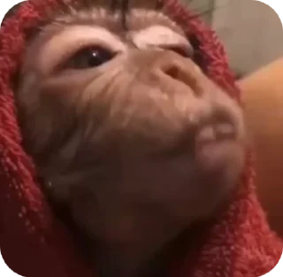 😝 emoji манкис от @monkeylou Telegram sticker 24 of 38