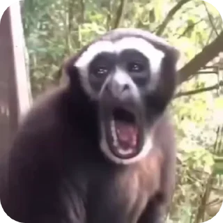 😭 emoji манкис от @monkeylou Telegram sticker 13 of 38
