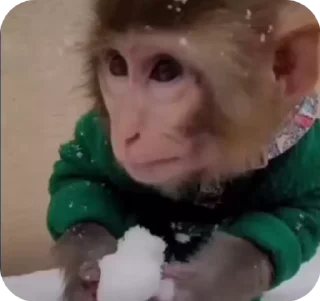 ❄️ emoji манкис от @monkeylou Telegram sticker 22 of 38