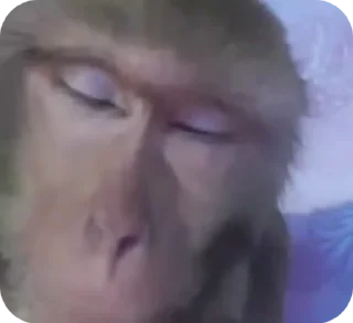 🌟 emoji манкис от @monkeylou Telegram sticker 5 of 38