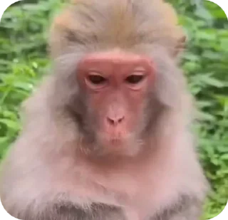 😂 emoji манкис от @monkeylou Telegram sticker 12 of 38