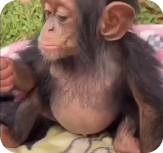 😌 emoji манкис от @monkeylou Telegram sticker 17 of 38