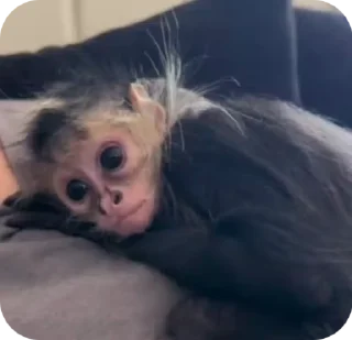 😗 emoji манкис от @monkeylou Telegram sticker 23 of 38