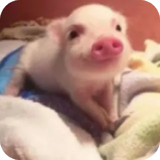 🐷 emoji Herb Famer : ibrahim Telegram sticker 24 of 59