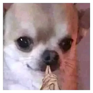 Sticker from dogs