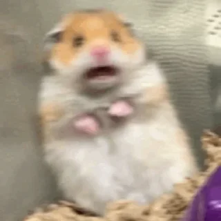 Sticker from Hamster.