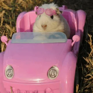 Sticker from Hamster.