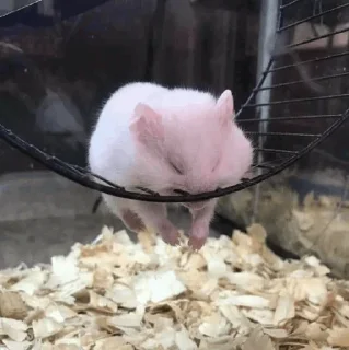 Sticker from Hamster.