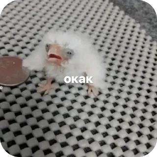 🦴 emoji momo Telegram sticker 8 of 9