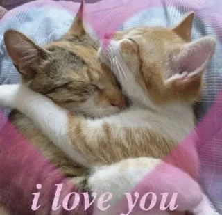 Sticker from kitties in love ::