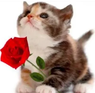 Sticker from kitties in love ::