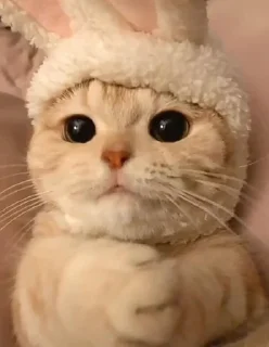 Sticker from Cute Level 1000