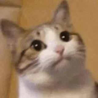 Sticker from Cute Cats