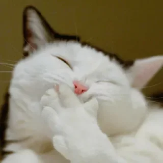 Sticker from Cute Cats
