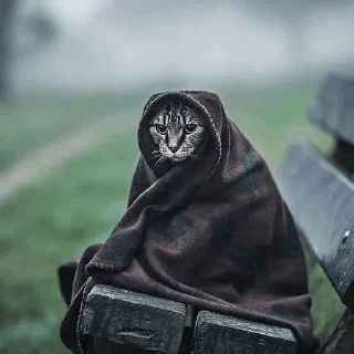 Sticker from Cute Cats