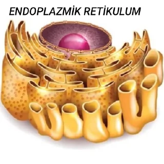 Sticker from mypac