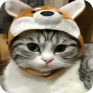 Sticker from Meow meow nigga