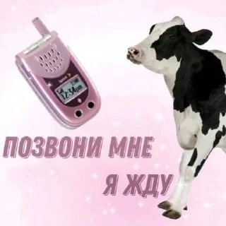 Sticker from Люблю  котю💗