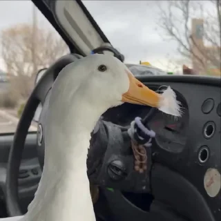 Sticker from ⇢ 𝘿𝙪𝙘𝙠𝙨 | @AquaStickers @DuckLoving 💎
