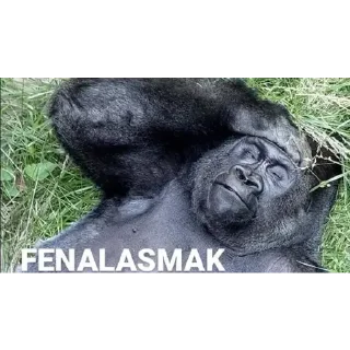 Sticker from Gorilla