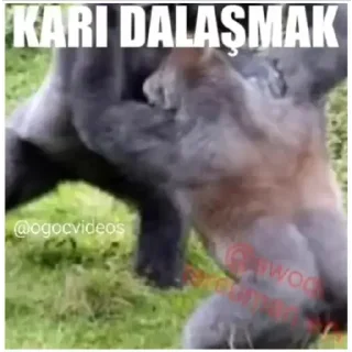 Sticker from Gorilla