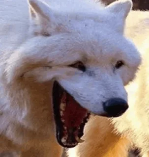 😂 emoji ᯓBᴜʟʟsʜɪᴛ | @itzhn0 Telegram sticker 19 of 120