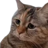 🤩 emoji /btr @TgEmojis_bot Telegram sticker 21 of 38