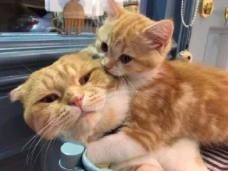 🥰 emoji Betül ve kedicikleri Telegram sticker 17 of 23