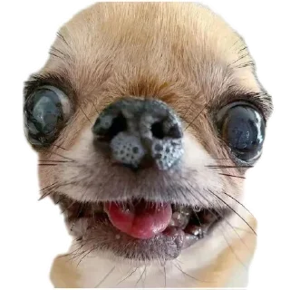 Sticker from No funny funny