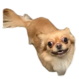 Sticker from No funny funny