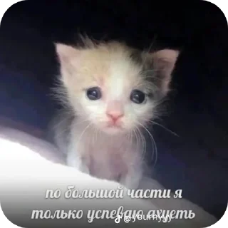 🐱 emoji Хуевые Пикчи от @SandXxD Telegram sticker 18 of 93