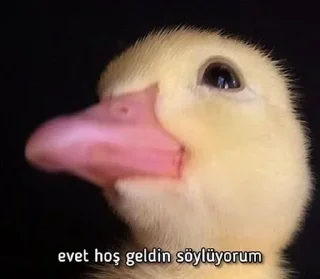 🤔 emoji @sidarpolatcan @AsenaUserBot Paketi 1 Telegram sticker 13 of 120