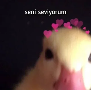 🌟 emoji @sidarpolatcan @AsenaUserBot Paketi 1 Telegram sticker 9 of 120