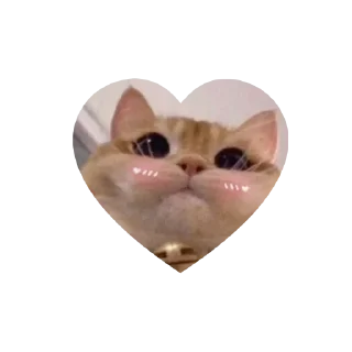 Sticker from kitties love @tgstikks @iamideas @TgEmojis_bot