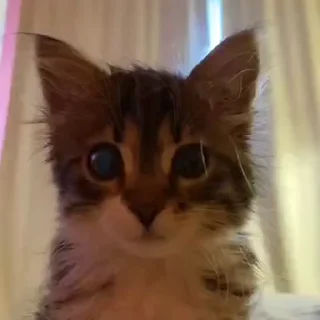 😳 emoji lmao Telegram sticker 19 of 30