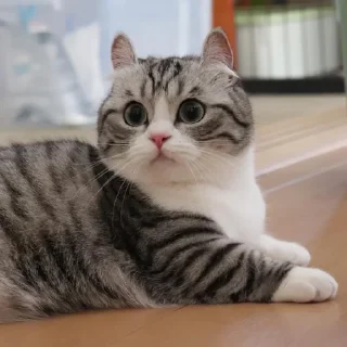 Sticker from Komaru Cat
