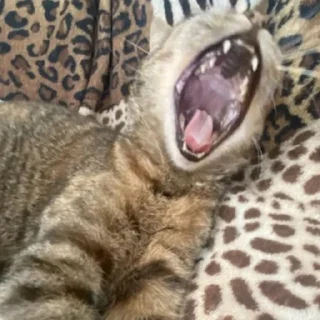 😵 emoji греночка пися Telegram sticker 20 of 35