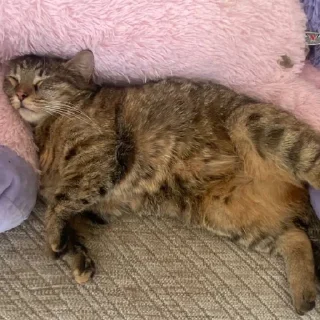 😴 emoji греночка пися Telegram sticker 13 of 35