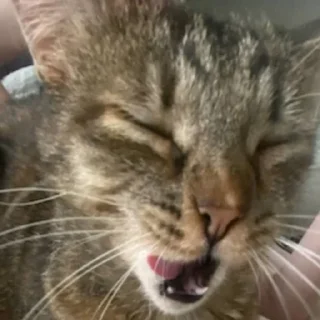 😛 emoji греночка пися Telegram sticker 22 of 35