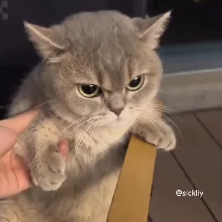 Sticker from 𓏺 َِ𝖲َِ𝖠َِ𝖬 . | @l_ll_lP