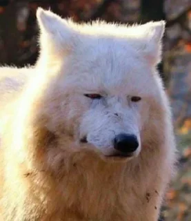 😞 emoji @uc_madara2 VOL 2 Telegram sticker 19 of 119