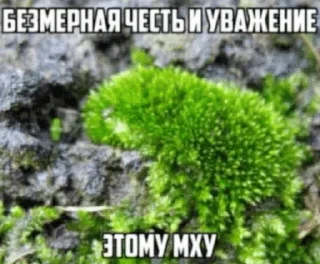 Sticker from Мшистые мхи в лесу