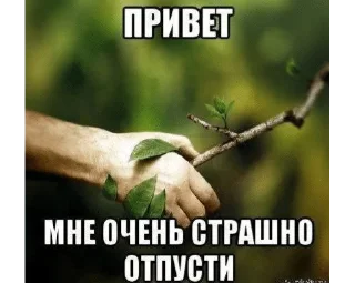 Sticker from Мшистые мхи в лесу