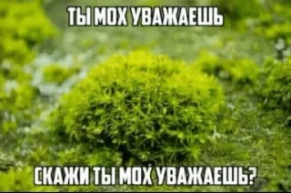 Sticker from Мшистые мхи в лесу