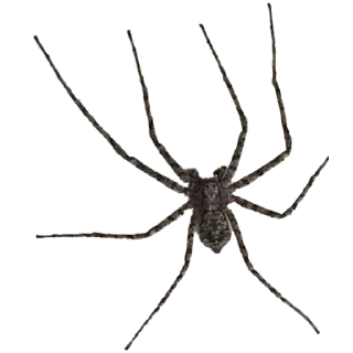 ⚪️ emoji Spiders 🕷️🕷️ Telegram sticker 14 of 15